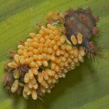 Acharia stimulea