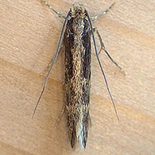 Tinea pallescentella