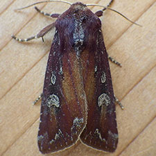 Melanchra picta