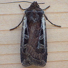 Euxoa idahoensis
