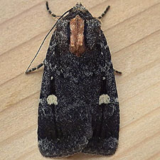 Abagrotis mirabilis