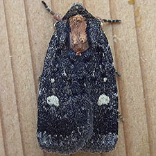 Abagrotis mirabilis