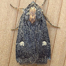 Abagrotis mirabilis