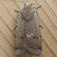 Abagrotis forbesi