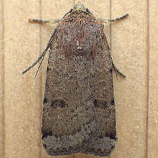 Abagrotis forbesi