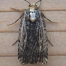 Abagrotis nanalis