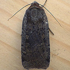 Abagrotis duanca