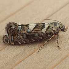 Glyphipterix powelli