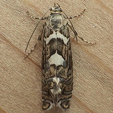 Glyphipterix powelli