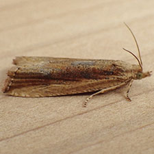 Bactra maiorina