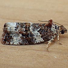 Endothenia affiliana