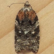 Acleris variana