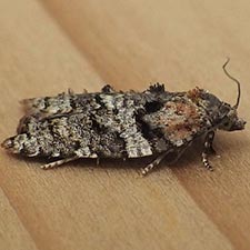 Acleris variana