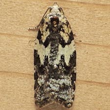 Acleris variana