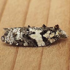 Acleris variana