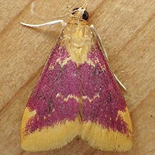 Pyrausta pythialis