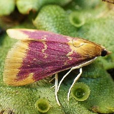 Pyrausta pythialis