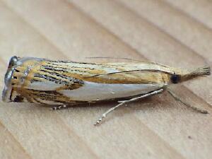 Crambus agitatellus