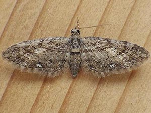 Eupithecia columbiata