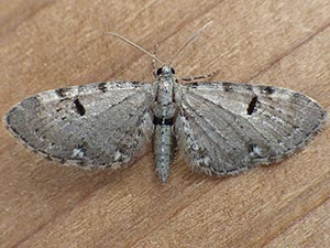 Eupithecia absinthiata