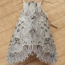 Acronicta insita