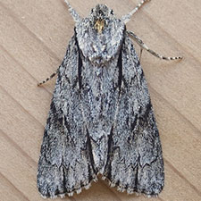 Acronicta strigulata