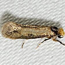 Homostinea curviliniella