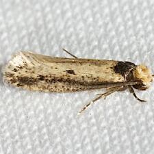 Tinea apicimaculella