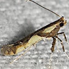 Caloptilia blandella