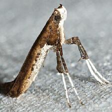 Caloptilia rhoifoliella