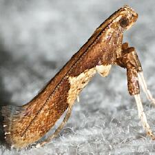 Caloptilia stigmatella