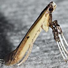 Caloptilia violacella