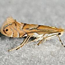 Phyllonorycter sp.