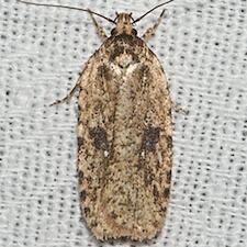 Agonopterix pulvipennella