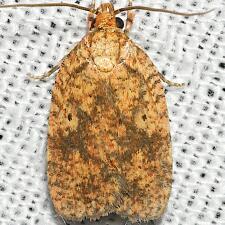 Agonopterix robiniella