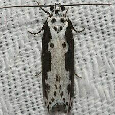 Ethmia semilugens