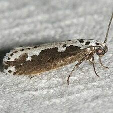 Ethmia semilugens