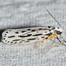 Ethmia zelleriella