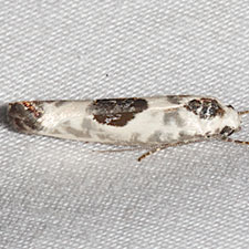 Ethmia submissa