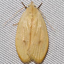 Durrantia piperatella