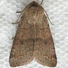 Orthosia alurina