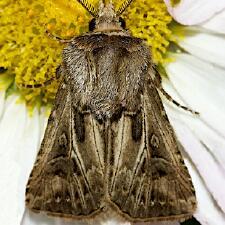 Agrotis gladiaria