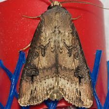 Agrotis ipsilon