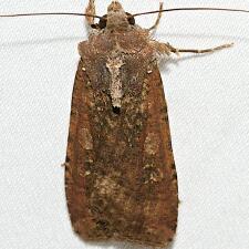 Peridroma saucia