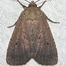 Graphiphora augur