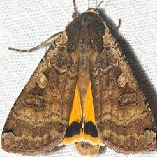 Noctua pronuba