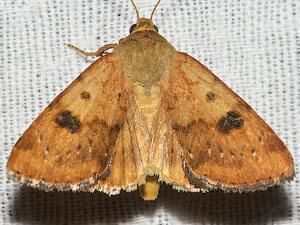 Heliocheilus lupatus