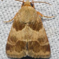 Schinia lynx