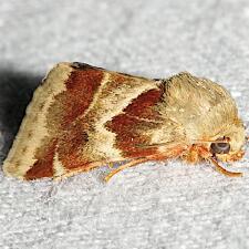 Schinia lynx