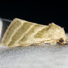 Schinia trifascia